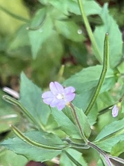Epilobium ciliatum