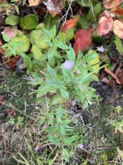 Epilobium ciliatum
