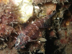 Enneapterygius atrogulare