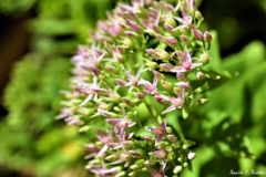 Hylotelephium spectabile