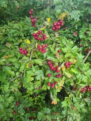 Crataegus