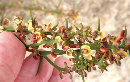 Image of Daviesia devito by (c) Rosalie Lawrence, some rights reserved (CC BY)