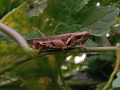 Xenocatantops humilis