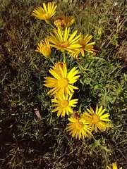 Heterotheca subaxillaris