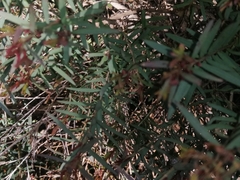 Melaleuca linariifolia