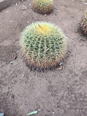 Kroenleinia grusonii