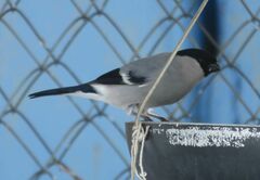 Pyrrhula pyrrhula cineracea