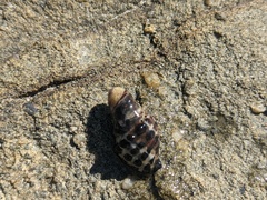 Tenguella marginalba