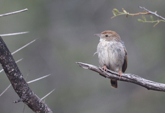 Cisticola subruficapilla