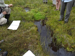 Sarmentypnum exannulatum