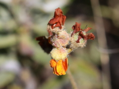Hermannia multiflora