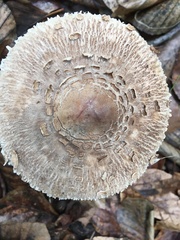 Chlorophyllum rhacodes