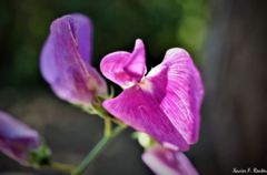 Lathyrus latifolius