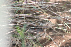 Turnix varius varius