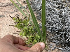 Wachendorfia multiflora