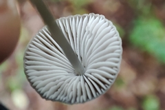 Mycena vitilis