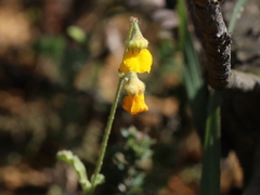 Hermannia multiflora