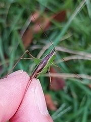 Conocephalus maculatus