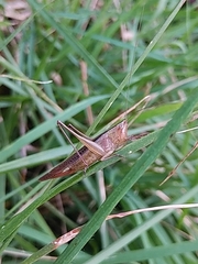 Conocephalus maculatus