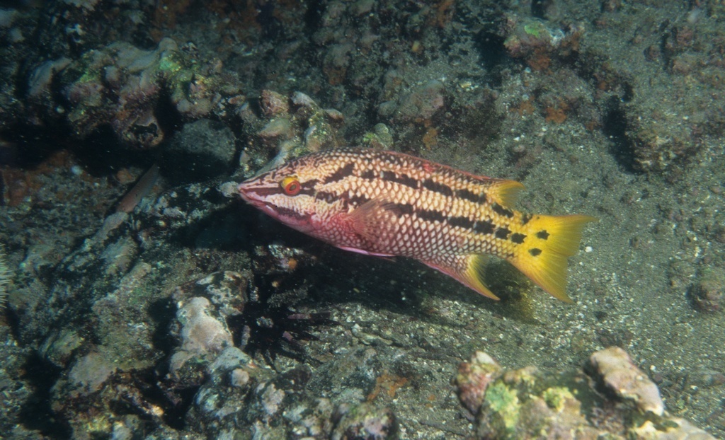 Mexican hogfish