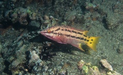 Mexican Hogfish photo 4