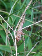 Conocephalus maculatus