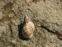 Agnewia tritoniformis