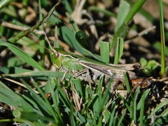 Stenobothrus lineatus