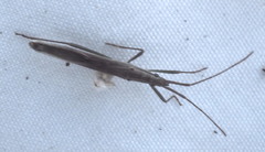 Mutusca brevicornis