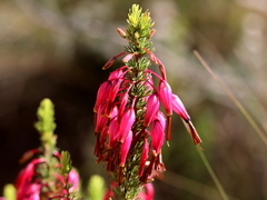 Erica plukenetii