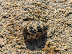 Nerita albicilla