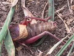 Psorodonotus