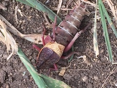 Psorodonotus