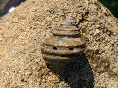 Monoplex parthenopeus