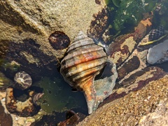 Monoplex parthenopeus