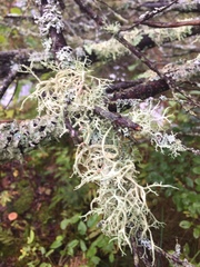 Pseudevernia consocians
