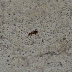 Acanthinus argentinus