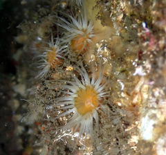 Anthothoe albocincta
