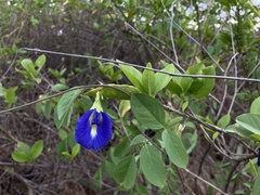 Clitoria ternatea