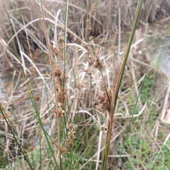 Juncus pallidus