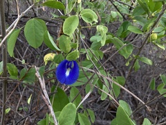 Clitoria ternatea