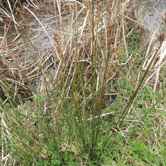 Juncus pallidus