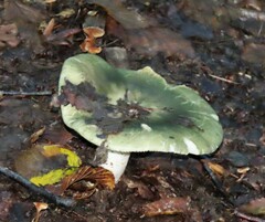 Russula virescens