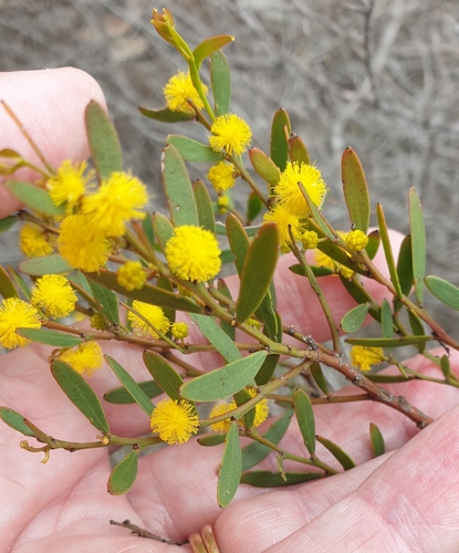 Image of Acacia microcarpa by (c) Rosalie Lawrence, some rights reserved (CC BY)