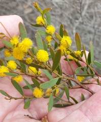 Rosalie Lawrence, CC BY, iNaturalist via GBIF Acacia microcarpa, photograph Rosalie Lawrence, CC BY, iNaturalist via GBIF