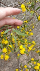 Rosalie Lawrence, CC BY, iNaturalist via GBIF Acacia microcarpa, photograph Rosalie Lawrence, CC BY, iNaturalist via GBIF