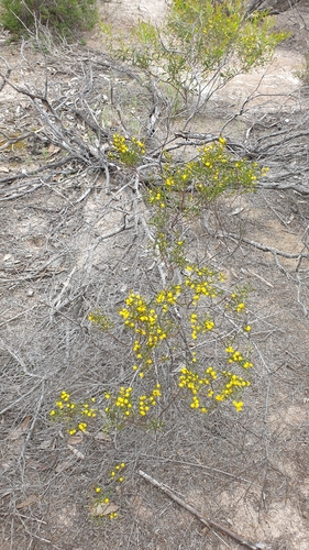 Image of Acacia microcarpa by (c) Rosalie Lawrence, some rights reserved (CC BY)