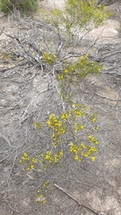 Rosalie Lawrence, CC BY, iNaturalist via GBIF Acacia microcarpa, photograph Rosalie Lawrence, CC BY, iNaturalist via GBIF