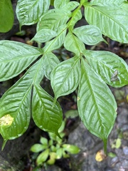 Amorphophallus paeoniifolius