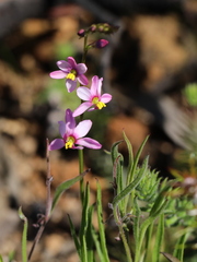Ixia scillaris